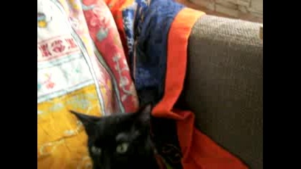 Красива Черна Котка 