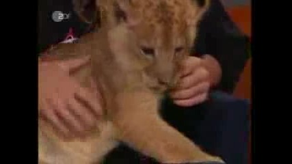 Bill and Tom Kaulitz with lions on talkshow