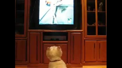 Куче полудява докато гледа Animal Planet 