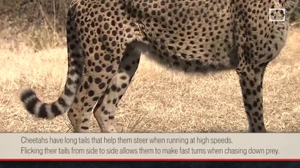 Защо гепардите бягат толкова бързо?