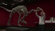 Продават на търг в Париж рядък скелет на динозавър (ВИДЕО)