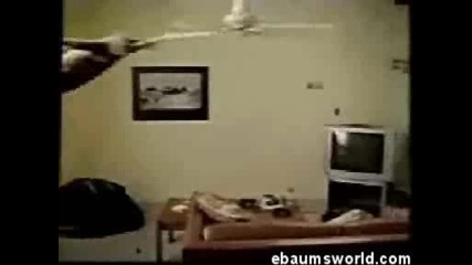 Cat 1.