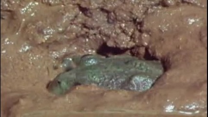 Freaks Of Nature - Water Holding Frog