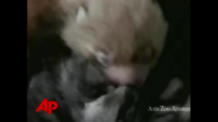 Cat Adopts Baby Red Panda 