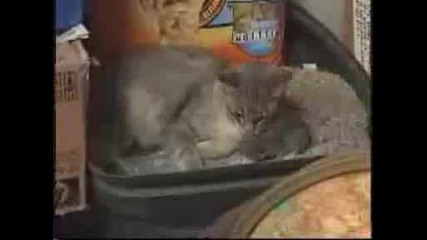 Котенце с две глави