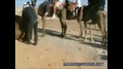 Тази жена е твърде дебела за тази камила ( Смях )