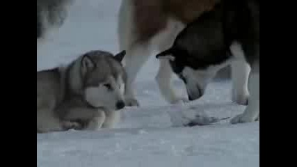 Снежные псы 