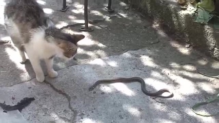 Котка си играе със змия