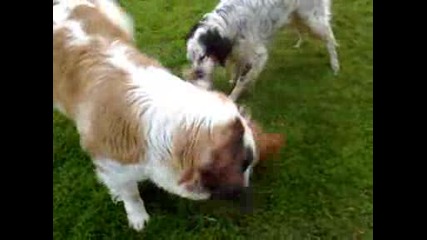 Борба между кучета :)