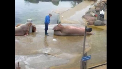 Морски лъв прави коремни преси