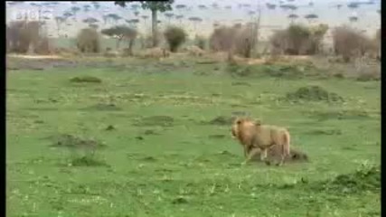 Гепард Срещу Лъв