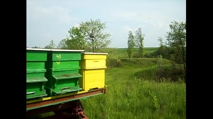 Подвижно пчеларство Росен и Слави пролета на 2009