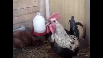 Ей На Това Му Се Казва Кукуригане