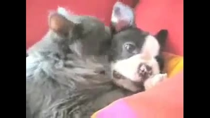 Обич между котка и куче