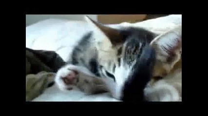 Котка всеки ден прави йога ! 