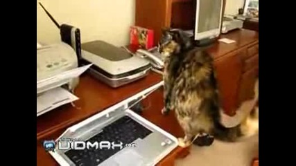 Котка Я Е Страх От Факс