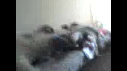 Mov00003