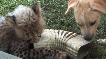 Необикновено приятелство между бебе гепард и кученце!