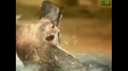 Animal Face Off - Hippo vs Bull Shark
