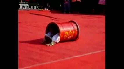Много Добро Момче Акробат