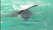 No More Trainer Rides for Lolita the Miami Killer Whale