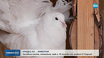 Заловиха мъжа, отмъкнал заек и 10 гълъба от зоокът в Перник