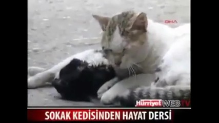 Коте се опитва да спаси приятелчето си