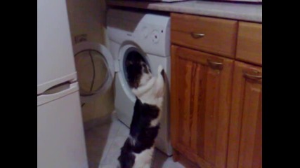 Котка пуска пералня