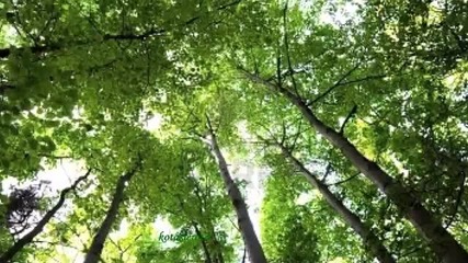 Kevin Kern - Velvet Green