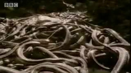Weird red rain in India - are we aliens part 2 - We Are The Aliens - Bbc Space 