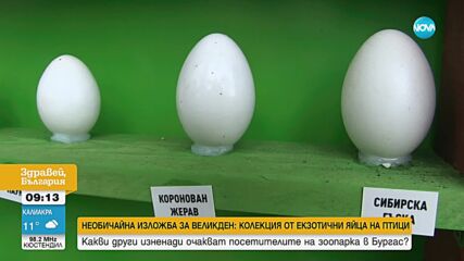 Великденска изложба В Бургас показват екзотични птичи яйца