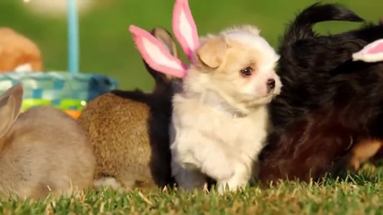 Малки кученца пиленца и зайчета празнуват Великден
