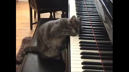 Котка свири на пияно 
