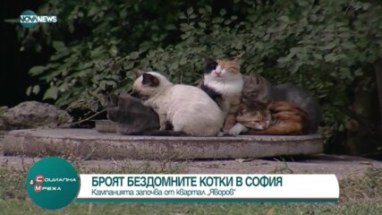 Броят бездомните котки в София