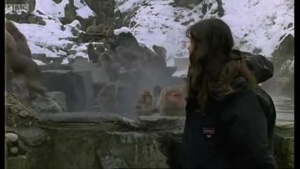 Monkey Health Spa - Cousins - Bbc 