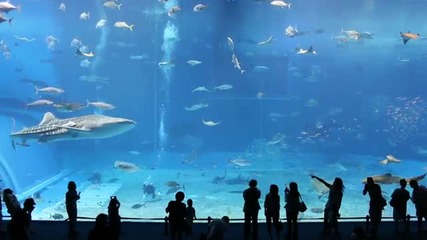 Един от най - големите аквариуми в света 
