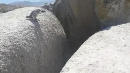 Решаващият скок на пингвина