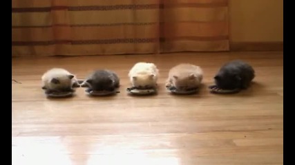 Kittens at Lunch 