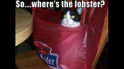 Very Funny Cats 2