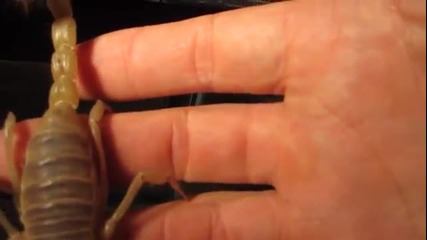 Опасна игра със скорпион