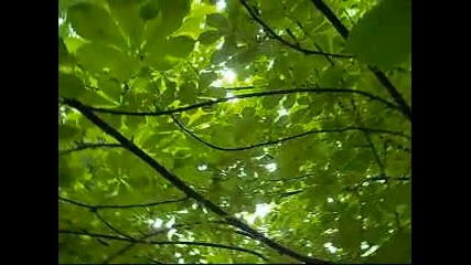 Beautiful green leaves in the rain