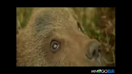 Мече се надруса с гъби - смях