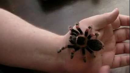 Екзотичен домашен любимец тарантула 