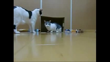 Смешен Мач с Котки !