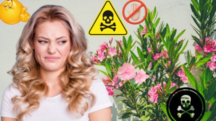 Кое е най-опасното цвете, което може да доведе до фатален край? ВИЖТЕ 😳🌺