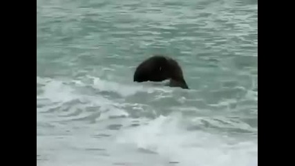 Бебе слонче вижда морето за първи път