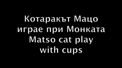 Котаракът Мацо си играе при Монката ( Умно коте )