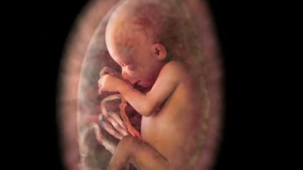 Alexander Tsiaras Conception to birth -- visualized