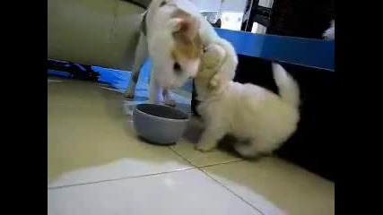 Малко сладко кученце и коте
