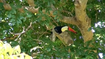 Панорами и животни от Парка Pantanal A Jewel от Южна Америка 
